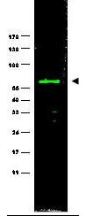 m00838 nedd9 primary antibodies wb testing 2
