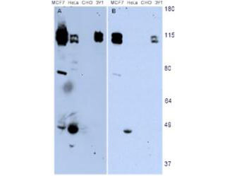 m00838 nedd9 primary antibodies wb testing 3