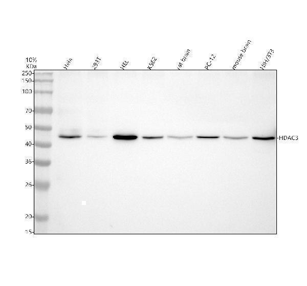 Western blot analysis of HDAC3 using anti-HDAC3 antibody (M00839)