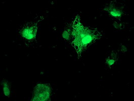 m00842 anti frataxin fxn mouse monoclonal antibody clone id oti1c12 if testing 10