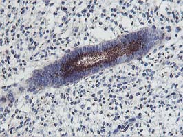 m00842 anti frataxin fxn mouse monoclonal antibody clone id oti1c12 ihc testing 4