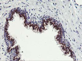 m00842 anti frataxin fxn mouse monoclonal antibody clone id oti1c12 ihc testing 5