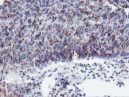 m00842 anti frataxin fxn mouse monoclonal antibody clone id oti1c12 ihc testing 6