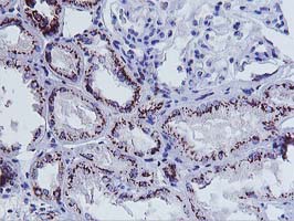 m00842 anti frataxin fxn mouse monoclonal antibody clone id oti1c12 ihc testing 7