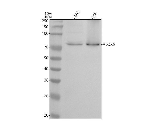 m00847 alox5 primary antibodies wb testing 1