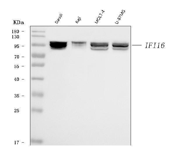  Western blot analysis of IFI16 using anti-IFI16 antibody (M00848)