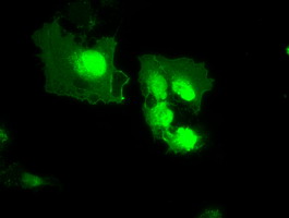 m00849 anti mx1 mouse monoclonal antibody clone id oti2g12 if testing 4