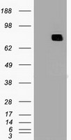 HEK293T cells were transfected with the pCMV6-ENTRY control (Left lane) or pCMV6-ENTRY MX1 (Right lane) cDNA for 48 hrs and lysed