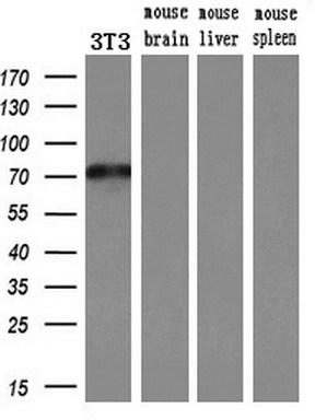Western blot analysis of extracts (10ug) from a mouse cell line and 3 different mouse tissues by using anti-MX1 monoclonal antibody (1:200)