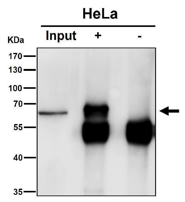 Immunoprecipitate (IP) analysis using the Antibody at 1:50 dilution