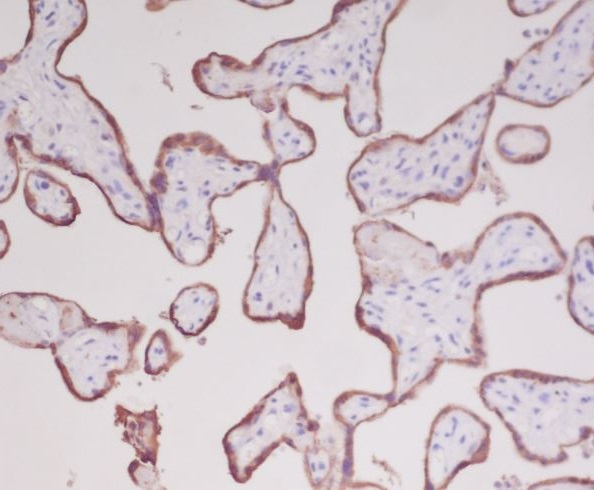Immunohistochemical analysis of paraffin-embedded human placenta, using Growth Hormone Antibody