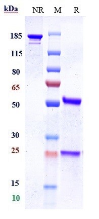 Anti-Complement Factor P/Properdin Reference Antibody (Novelmed patent anti-Properdin) on SDS-PAGE under reducing (R) condition