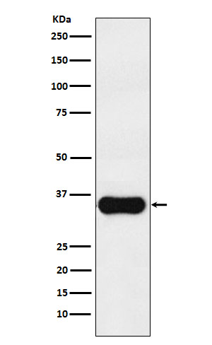 Western blot analysis of MC1 Receptor expression in A375 cell lysate