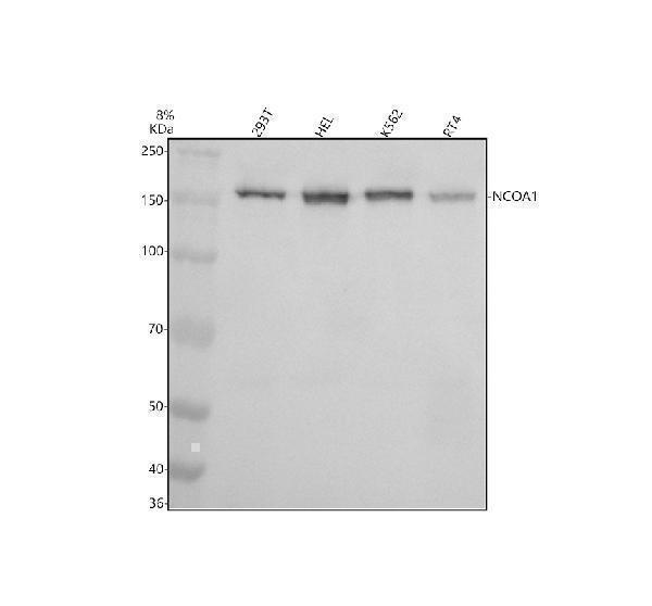 m00856 ncoa1 primary antibodies wb testing 1