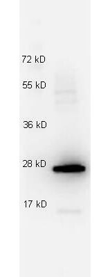 m00857 il27 primary antibodies wb testing 2