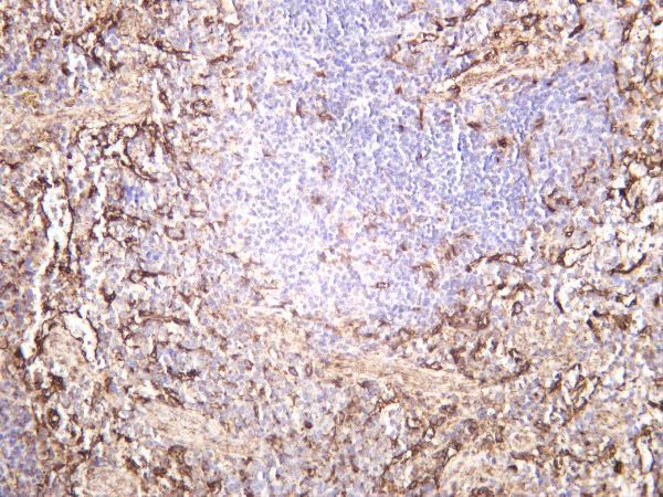 Mouse spleen was stained with anti-ZO1 rabbit antibody