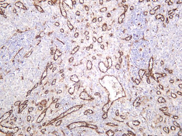 Rat spleen was stained with anti-ZO1 rabbit antibody