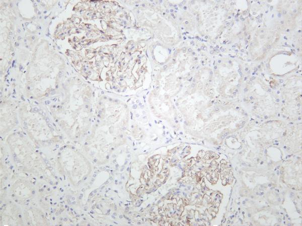 Human kidney was stained with anti-ZO1 rabbit antibody