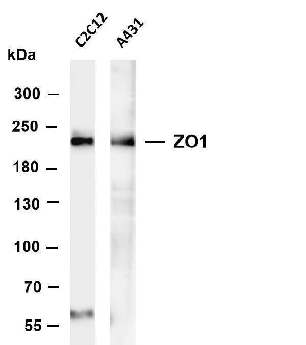 m00860 2 tjp1 primary antibodies wb testing 4