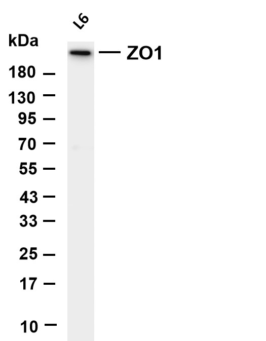 m00860 2 tjp1 primary antibodies wb testing 5