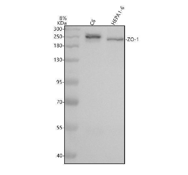 Western blot analysis of ZO-1/TJP1 using anti-ZO-1/TJP1 antibody (M00860-3)