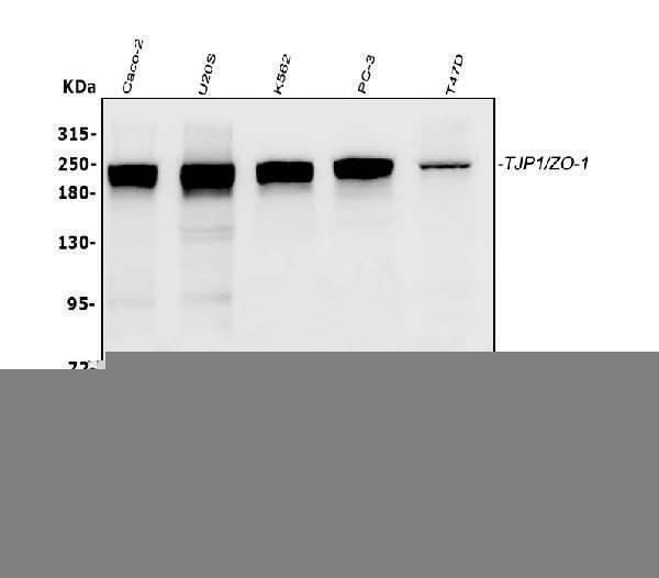 m00860 tjp1 primary antibodies wb testing 1