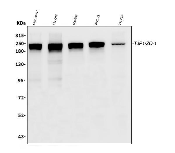 m00860 tjp1 primary antibodies wb testing 1_1