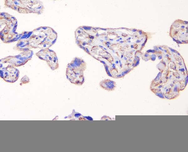 m00860 zo 1 primary antibodies ihc testing 2