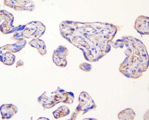 m00860 zo 1 primary antibodies ihc testing 2_1