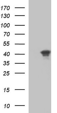 m00862 anti sparc mouse monoclonal antibody clone id oti2b1 wb testing 1