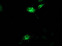 Anti-AQP1 mouse monoclonal antibody (M00865-1) immunofluorescent staining of COS7 cells transiently transfected by pCMV6-ENTRY AQP1
