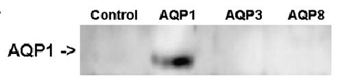 m00865 1 anti aquaporin 1 aqp1 mouse monoclonal antibody clone id oti2d10 wb testing 2