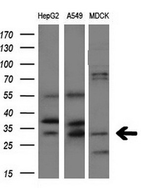 m00865 1 anti aquaporin 1 aqp1 mouse monoclonal antibody clone id oti2d10 wb testing 3