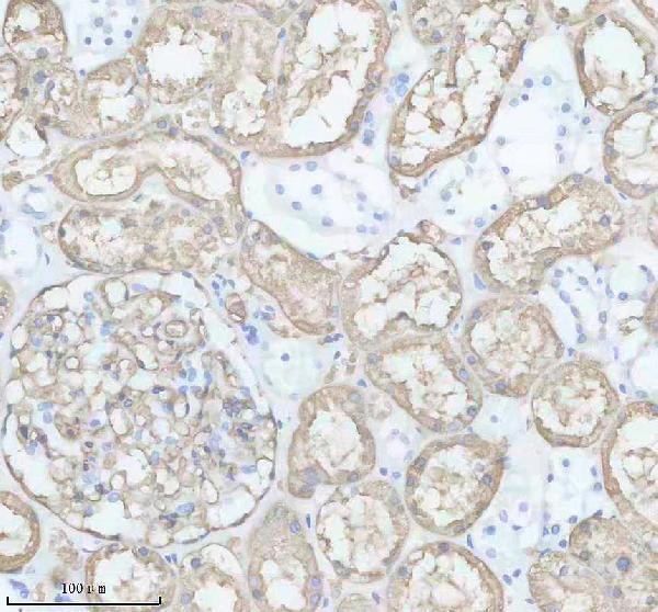 IHC analysis of AQP1 using anti-AQP1 antibody (M00865)