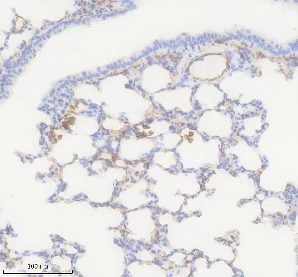 m00865 aqp1 primary antibodies ihc testing 3