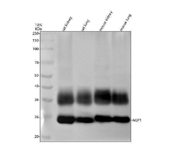 Western blot analysis of AQP1 using anti-AQP1 antibody (M00865)