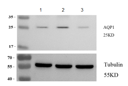 m00865 aqp1 primary antibodies wb testing 2