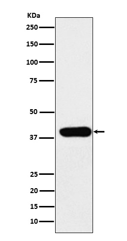 m00866 1 wb