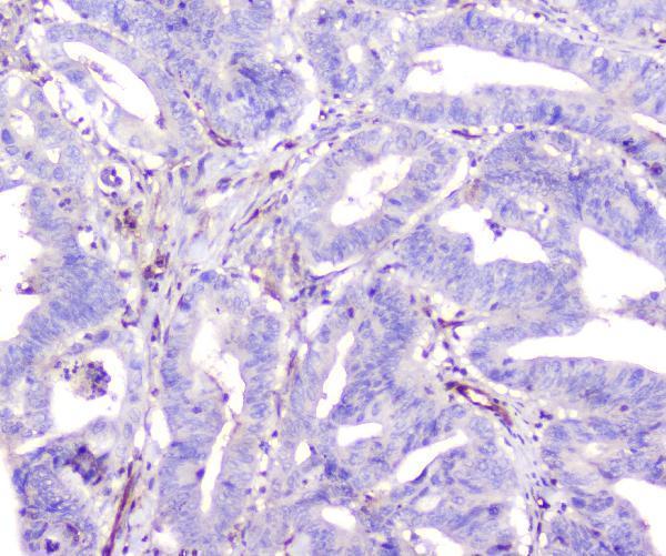 m00866 ada primary antibodies ihc testing 2