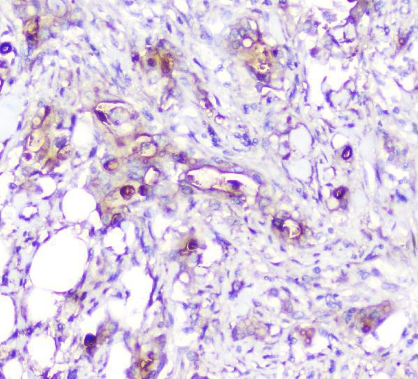 m00866 ada primary antibodies ihc testing 5