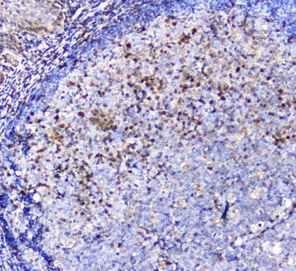 m00866 ada primary antibodies ihc testing 6