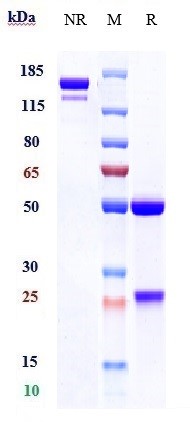 Anti-TNFRSF9/4-1BB/CD137 Reference Antibody (utomilumab) on SDS-PAGE under reducing (R) condition