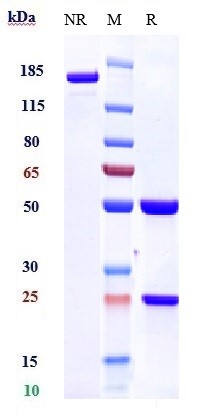 Anti-TNFRSF9/4-1BB/CD137 Reference Antibody (urelumab) on SDS-PAGE under reducing (R) condition