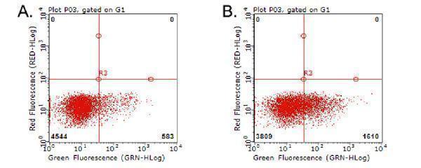 Flow cytometric analysis of living PBMCs treated with 10ug/ml PHA for 72h (Right) using anti-TNFRSF9 antibody (M00867)