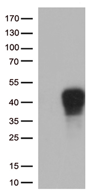 m00867 anti cd137 tnfrsf9 mouse monoclonal antibody clone id oti6d7 wb testing 1