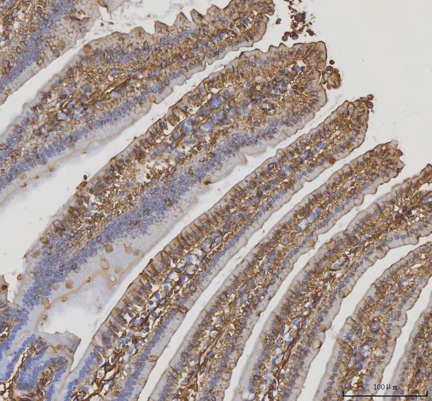 m00868 anxa2 primary antibodies ihc testing 1