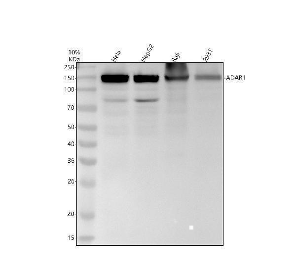m00869 adar1 primary antibodies wb testing 1