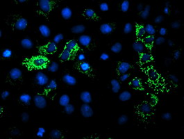 m00870 1 anti lipoamide dehydrogenase dld mouse monoclonal antibody clone id oti5g7 if testing 5