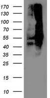 m00870 1 anti lipoamide dehydrogenase dld mouse monoclonal antibody clone id oti5g7 wb testing 1