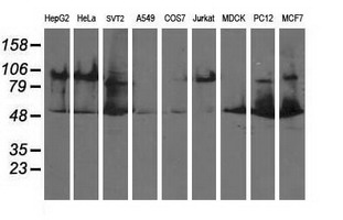 m00870 1 anti lipoamide dehydrogenase dld mouse monoclonal antibody clone id oti5g7 wb testing 2